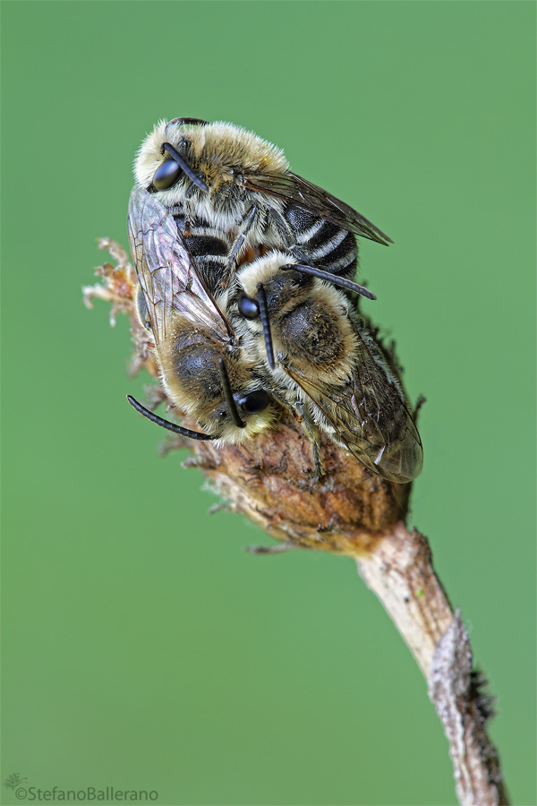 Dormitorio di Colletes maschi